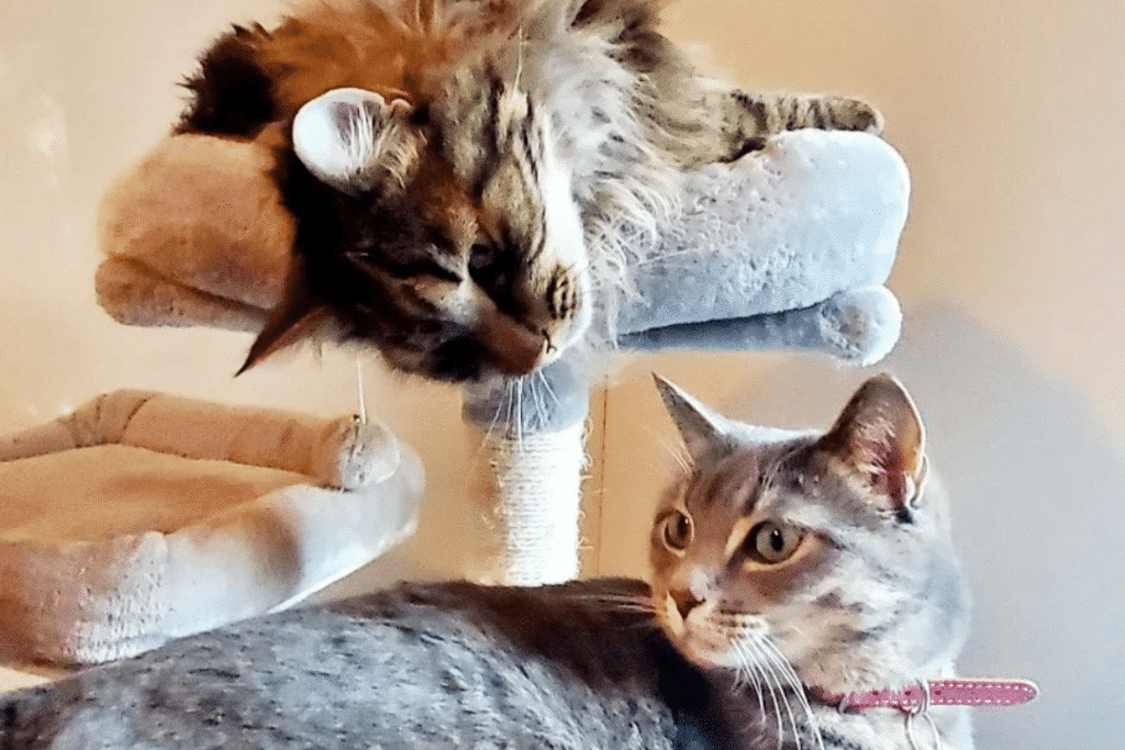 Sturgeon county kennels cats edited