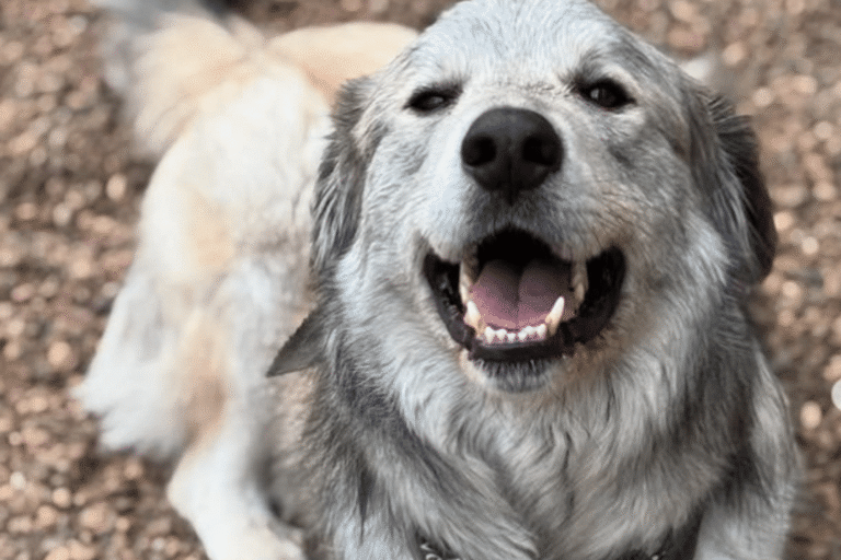 Sturgeon county kennels grey dog