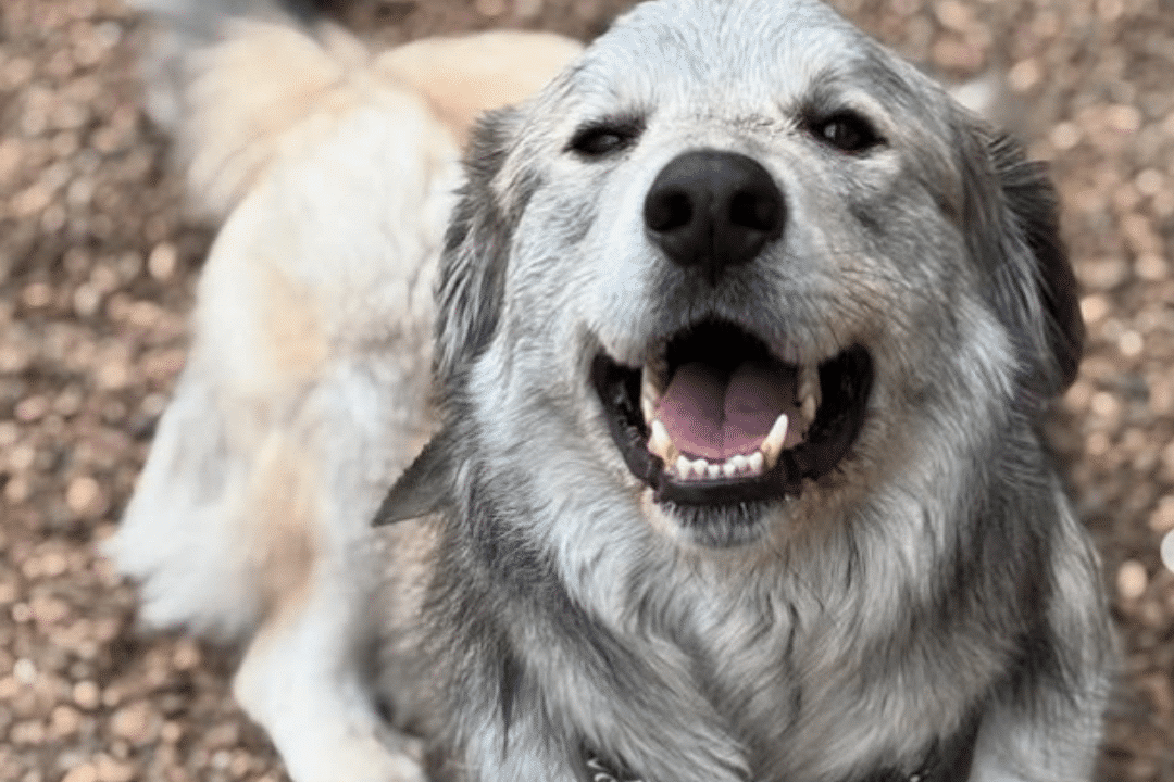 Sturgeon county kennels grey dog