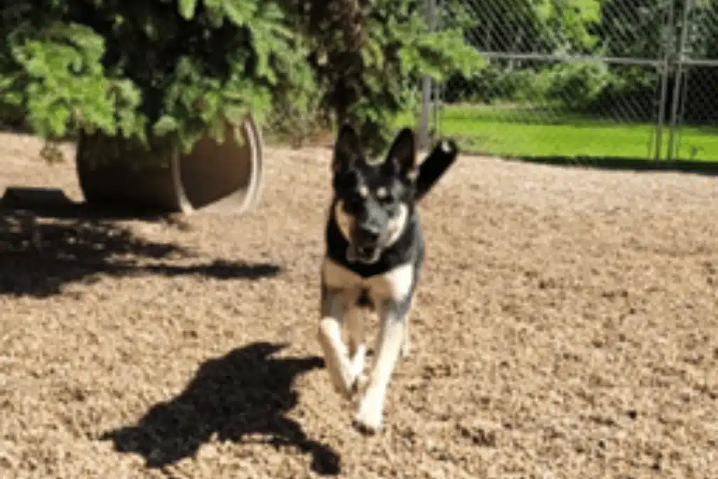 Sturgeon county kennels running dog edited