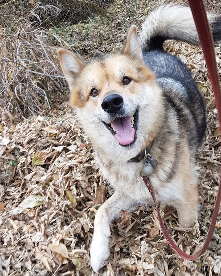Sturgeoncountykennels doggo